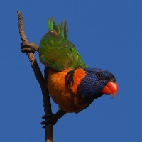 Red-collared Lorikeet